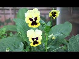 How To Grow Pansies From Seed Youtube