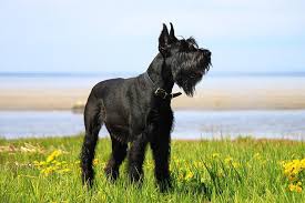 Check spelling or type a new query. Giant Schnauzer Dog Breed Information