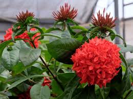 Image result for Ixora coccinea