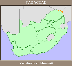 Image result for Xeroderris stuhlmannii