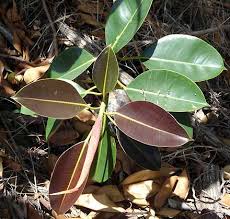 Image result for Moraceae