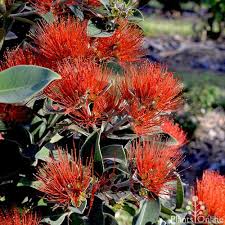 While we tend to specialize in evergreen species, we also grow & offer a nice variety of woody ornamental shrubs & trees that offer. Metrosideros Nz Christmas Bush 12 Pot Hello Hello Plants Garden Supplies