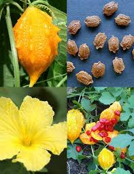 Image result for Momordica charantia