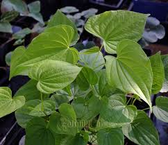 Image result for Dioscorea asteriscus