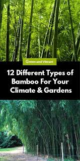 12 Different Types Of Bamboo For Your Climate Gardens In 2020 Bamboo Plants Grasses Landscaping Bamboo