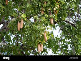 Image result for Entandrophragma caudatum