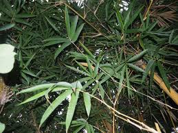 Image result for Bambusa balcooa