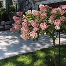 Apr 29, 2021 · the deliciously named 'vanilla strawberry' hydrangea (hydrangea paniculata 'renhy') has taken the gardening world by storm since it was introduced in 2009, thanks to its stunning blooms. Vanilla Strawberry Hydrangea