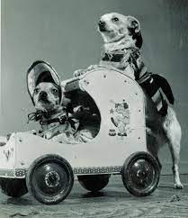 The Circus Blog Vintage Dog Retro Dog Chihuahua Love