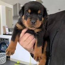 Find rottweiler puppies for sale with pictures from reputable rottweiler breeders. Hamilton Rottweiler Dogs Puppies For Sale Classifieds At Eclassifieds 4u