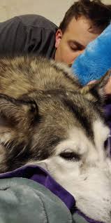 A Heartbreaking Goodbye: The Unforgettable Love of a Husky – New and Tips