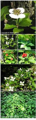 We did not find results for: Pin On Bunchberry