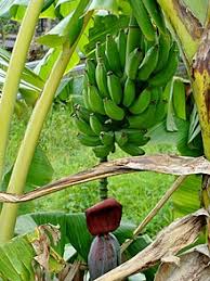 Banane Wikipedia