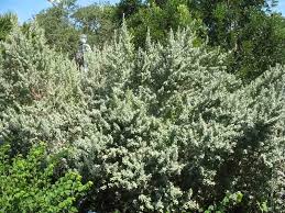 This shrub is native to rocky limestone slopes in calcareous soils in the chihuahuan desert extending from northern mexico into texas and new mexico. Leucophyllum Frutescens Silverado Texas Silverado Sage Evergreen Shrubs Shrubs Texas Sage