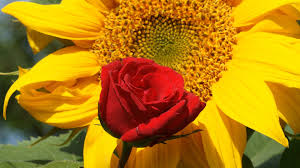 Large collections of hd transparent sunflower png images for free download. Roses And Sunflowers Wallpaper