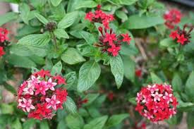Image result for Pentas lanceolata