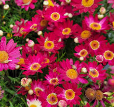 Image result for Argyranthemum