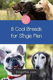 Top 8 Best Dogs For Bachelors Dogvills Dog Breed Info Dog Breeds Mutt Dog