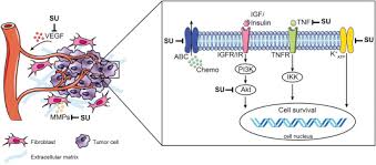 The risk of hypoglycemia is increased in elderly, debilitated and malnourished individuals. Sulfonylurea Derivatives And Cancer Friend Or Foe Sciencedirect