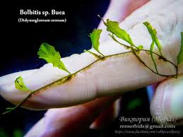 Image result for Didymoglossum erosum