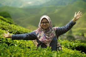 Datang ladang teh takkan nak minum kopi pulak kan. Ringlet