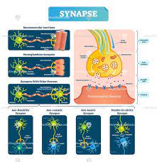 Synapse Biological Vector Illustration Diagram Human Anatomy And Physiology Neurons Physiology