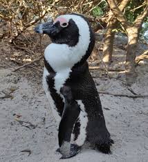 Penguins make their first appearance in the original animated short, wherein pen (known as finn in the main series) and jake use them as snowboards. African Penguin Wikipedia