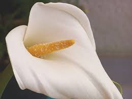 Zantedeschia Aethiopica Wikipedia The Free Encyclopedia Zantedeschia Aethiopica Zantedeschia Calla Lily