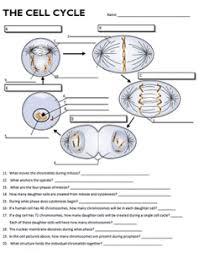 Our main purpose is that these review the cell cycle worksheet answer key photos gallery can be a guidance for you, give you more inspiration and also help you get a nice day. Cell Cycle Labeling
