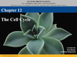 Due to its role in a plant cell's immune response, pathogens frequently target the chloroplast. 12 The Cell Cycle