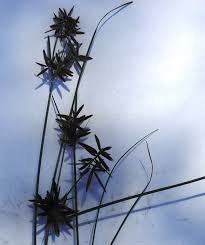 Image result for Pycreus flavescens