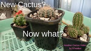 During times of uncertainty, we recommend booking an option with free cancellation. What To Do With Store Bought Cactus Youtube