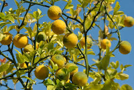 Image result for Citrus trifoliata