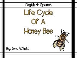 Life Cycle Of A Honey Bee Bilingual