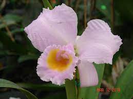 Pin On Cattleya