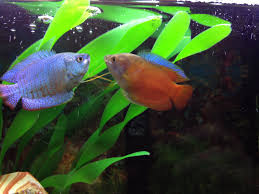 How To Wash Plastic Fish Tank Plants Cleaning Aquarium Decorations Fish Tank Plants Plastic Fish Tank Fish Tank