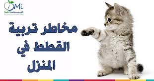 أضرار تربية القطط في المنزل هناك العديد من الأمراض التي تنتقل من القطط إلى الإنسان ومن هذه الأمراض ما يلي 1 الأمراض الفطرية القوباء ring animals best cats