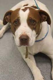Dogs For Adoption Petfinder Dog Adoption Pet Adoption Pet Finder