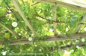 Image result for pruning grapes on a pergola