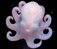 Pin On Ocean Inspiration