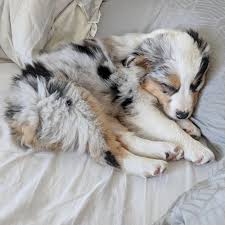 Australisch Einzige Norway Liebt Dich Erde In 2020 Aussie Welpen Hunde Australische Schaferhunde