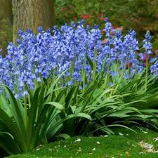Hyacinth Bulbs Blue Wood Hyacinth Bag Of 15 Eden Brothers Blue Flowers Garden Spanish Bluebells Bulb Flowers