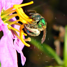 Flower colors that particularly attract bees are blue, purple, violet, white, and yellow. Buzz Pollination Wikipedia