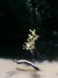 Testimonials — Boland School of Hypnotherapy