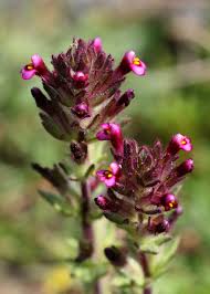 Image result for Loxogramme latifolia