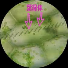 オオカナダモの観察と原形質流動 なんとなく実験しています