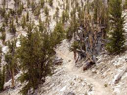 Ancient Bristlecone Pine Forest Wikipedia