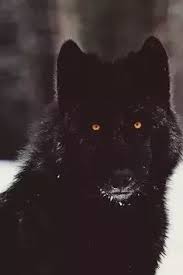 Check spelling or type a new query. Why Do Many Black Wolves Have Yellow Eyes Quora