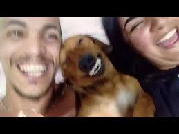 Leon the Vicious Chihuahua is back eating Corn