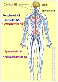 Human nervous system medical vector illustration diagram with parasympathetic and sympathetic nerves and all connected inner organs. 2